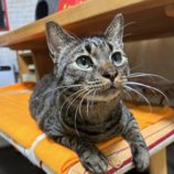 1月11日の瑞穂店に参加するまたたび家の保護猫09