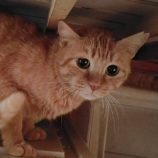 1月4日の守谷店に参加するにゃんこの大冒険の保護猫01