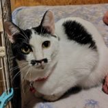 1月4日の守谷店に参加するにゃんこの大冒険の保護猫04