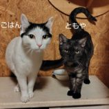 1月4日の守谷店に参加するにゃんこの大冒険の保護猫05
