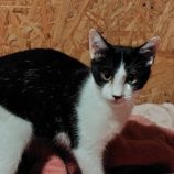 1月4日の守谷店に参加するにゃんこの大冒険の保護猫06