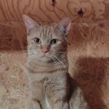 1月4日の守谷店に参加するにゃんこの大冒険の保護猫07