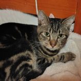 1月4日の守谷店に参加するにゃんこの大冒険の保護猫08