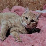 1月4日の守谷店に参加するにゃんこの大冒険の保護猫09