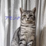 1月4日の守谷店に参加するにゃんこの大冒険の保護猫10