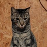 1月4日の守谷店に参加するにゃんこの大冒険の保護猫11