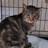 2月1日の守谷店に参加するにゃんこの大冒険の保護猫01