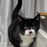 2月1日の守谷店に参加するにゃんこの大冒険の保護猫02