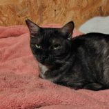 2月1日の守谷店に参加するにゃんこの大冒険の保護猫03