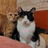 2月1日の守谷店に参加するにゃんこの大冒険の保護猫04