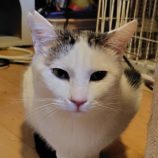 2月1日の守谷店に参加するにゃんこの大冒険の保護猫06