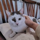 2月1日の守谷店に参加するにゃんこの大冒険の保護猫07