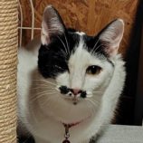 2月1日の守谷店に参加するにゃんこの大冒険の保護猫10