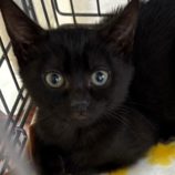 1月11日の新田店に参加する猫のへやの保護猫01