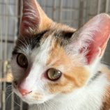 1月11日の新田店に参加する猫のへやの保護猫02