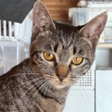 1月11日の新田店に参加する猫のへやの保護猫04