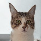 1月11日の新田店に参加する猫のへやの保護猫06