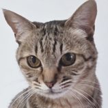 1月11日の新田店に参加する猫のへやの保護猫07