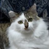 1月11日の新田店に参加する猫のへやの保護猫08