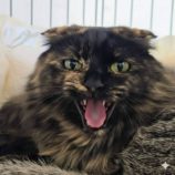 1月18日の新田店に参加する猫びよりの保護猫01