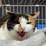 1月18日の新田店に参加する猫びよりの保護猫03