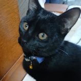 1月18日の新田店に参加する猫びよりの保護猫04