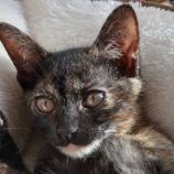 1月18日の新田店に参加する猫びよりの保護猫05