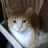 1月18日の新田店に参加する猫びよりの保護猫06