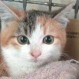 1月18日の新田店に参加する猫びよりの保護猫07