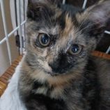 1月18日の新田店に参加する猫びよりの保護猫08