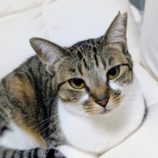 1月18日の新田店に参加する猫びよりの保護猫09