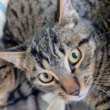 1月18日の新田店に参加する猫びよりの保護猫10