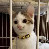 1月18日の新田店に参加する猫びよりの保護猫11