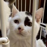 1月18日の新田店に参加する猫びよりの保護猫12