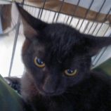 1月18日の新田店に参加する猫びよりの保護猫13