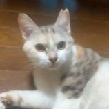 1月18日の新田店に参加する猫びよりの保護猫14