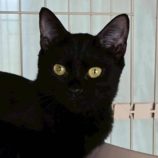 1月18日の新田店に参加する猫びよりの保護猫15