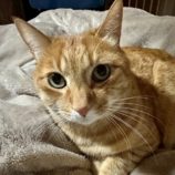 1月18日の富里店に参加するにゃんこのお家探しの保護猫01