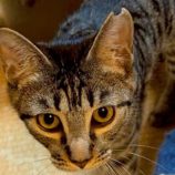 1月18日の富里店に参加するにゃんこのお家探しの保護猫02