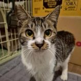 1月18日の富里店に参加するにゃんこのお家探しの保護猫04