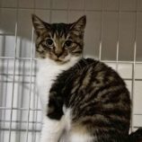 1月18日の富里店に参加するにゃんこのお家探しの保護猫05