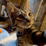 1月18日の富里店に参加するにゃんこのお家探しの保護猫06