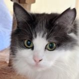 1月18日の富里店に参加するにゃんこのお家探しの保護猫07