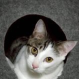 1月18日の富里店に参加するにゃんこのお家探しの保護猫08