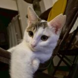 1月18日の富里店に参加するにゃんこのお家探しの保護猫09