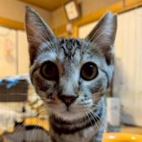 1月18日の富里店に参加するにゃんこのお家探しの保護猫10