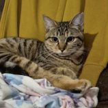 1月18日の富里店に参加するにゃんこのお家探しの保護猫11