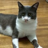 1月18日の富里店に参加するにゃんこのお家探しの保護猫12