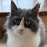 1月18日の富里店に参加するにゃんこのお家探しの保護猫13