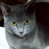 1月18日の富里店に参加するにゃんこのお家探しの保護猫14